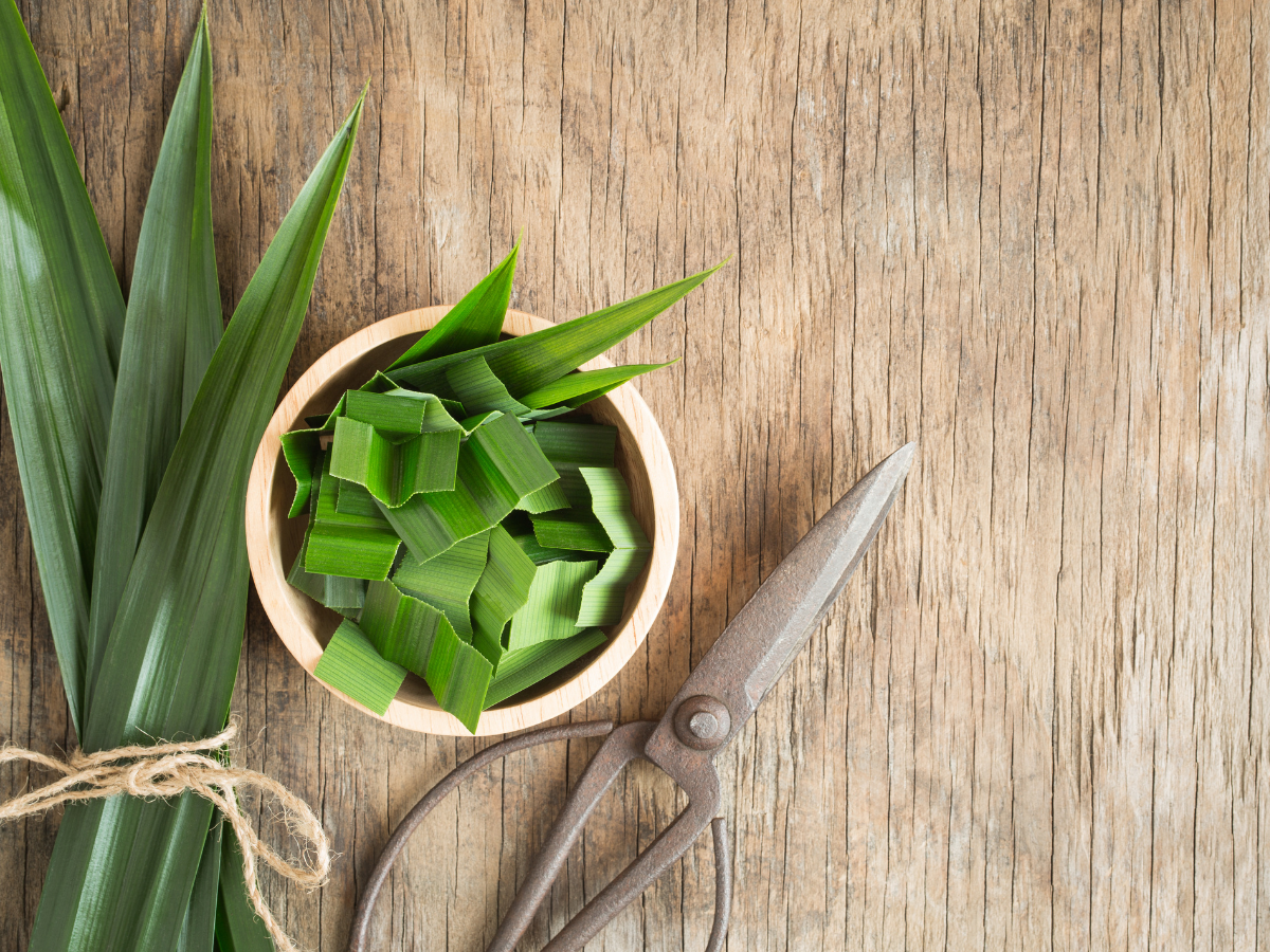 Local Pandan Leaves 班丹叶